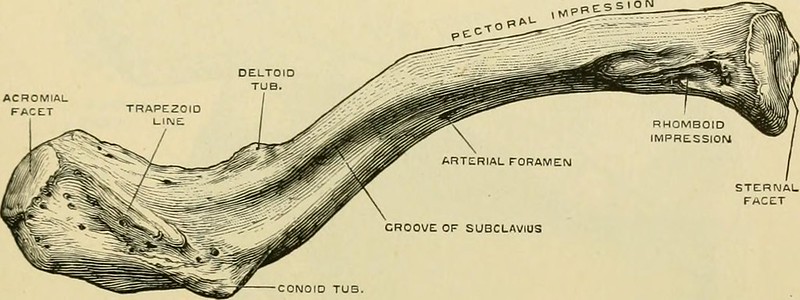 The Clavicle